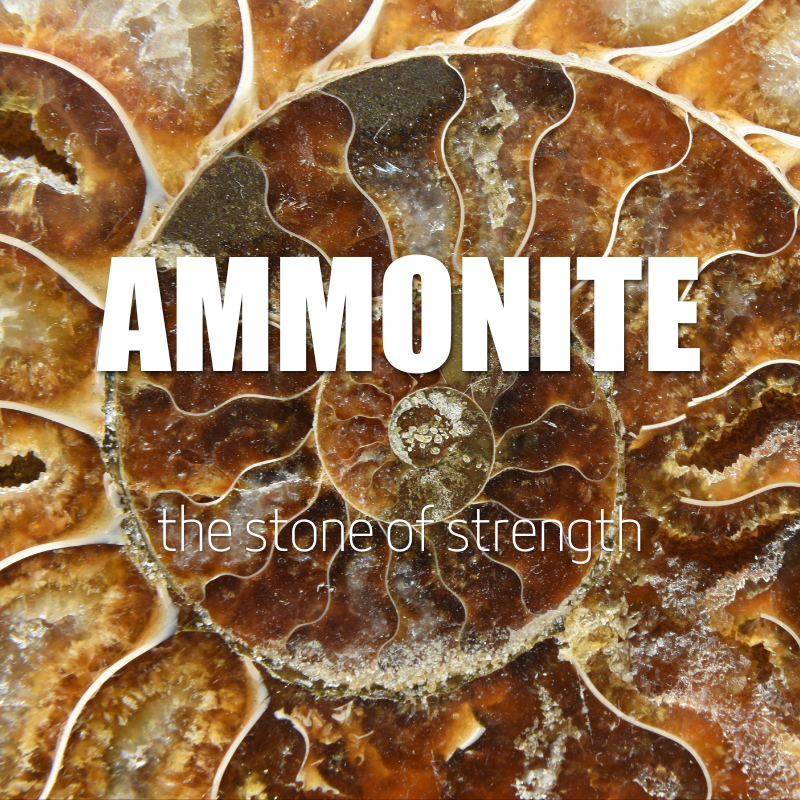 Ammonite