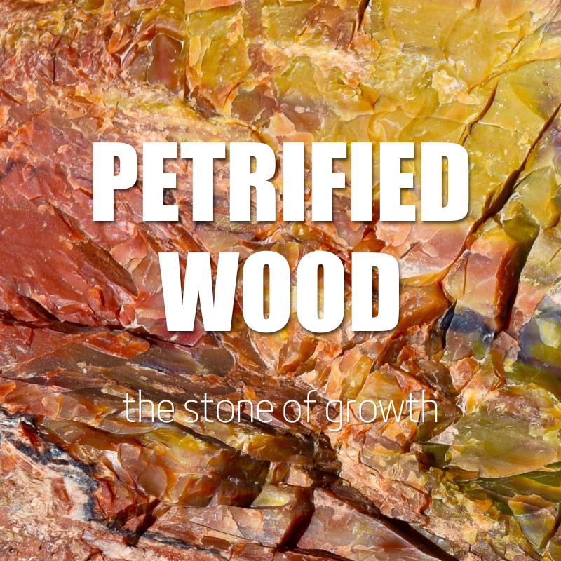 Petrified Wood