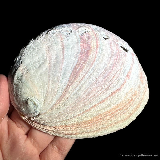 Abalone Shell Spiritual Use Fossil