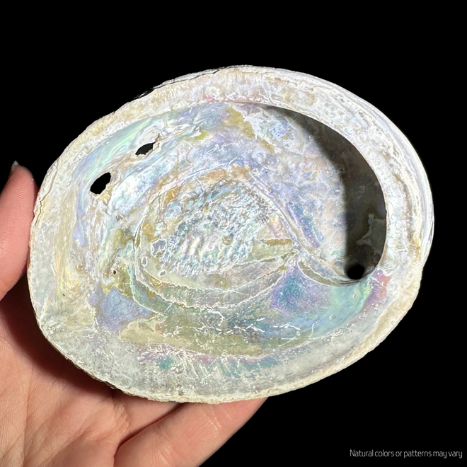 Abalone Shell for Burning Sage, Incense, or Smudge