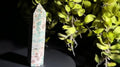 Green Flower Agate Crystal Tower Benefits Growth Transformation Stability and Support
