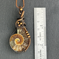 Ammonite Spiritual Properties Meaning Protection From Negativity and Embracing Change